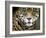 A Jaguar Stares Intensely into the Camera.-Karine Aigner-Framed Photographic Print