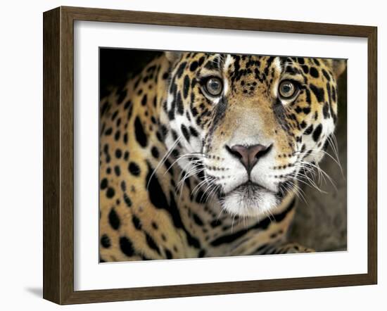 A Jaguar Stares Intensely into the Camera.-Karine Aigner-Framed Photographic Print