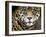 A Jaguar Stares Intensely into the Camera.-Karine Aigner-Framed Photographic Print