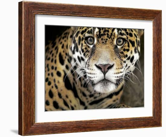 A Jaguar Stares Intensely into the Camera.-Karine Aigner-Framed Photographic Print