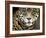 A Jaguar Stares Intensely into the Camera.-Karine Aigner-Framed Photographic Print