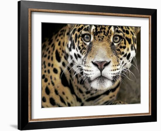 A Jaguar Stares Intensely into the Camera.-Karine Aigner-Framed Photographic Print