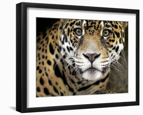 A Jaguar Stares Intensely into the Camera.-Karine Aigner-Framed Photographic Print