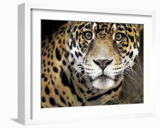 A Jaguar Stares Intensely into the Camera.-Karine Aigner-Framed Photographic Print