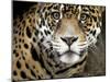 A Jaguar Stares Intensely into the Camera.-Karine Aigner-Mounted Photographic Print