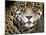 A Jaguar Stares Intensely into the Camera.-Karine Aigner-Mounted Photographic Print