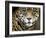 A Jaguar Stares Intensely into the Camera.-Karine Aigner-Framed Photographic Print