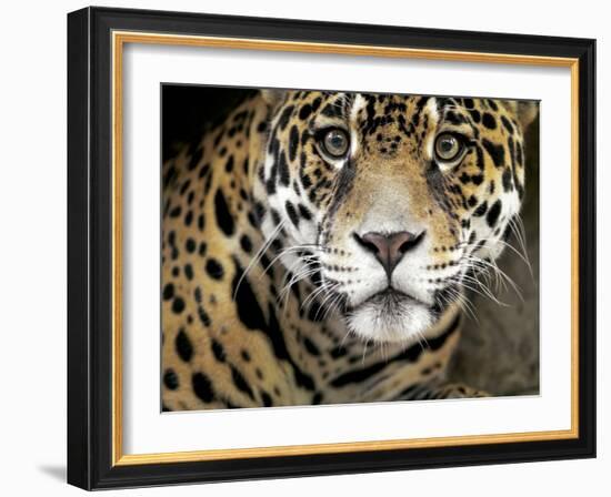 A Jaguar Stares Intensely into the Camera.-Karine Aigner-Framed Photographic Print