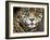 A Jaguar Stares Intensely into the Camera.-Karine Aigner-Framed Photographic Print