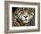 A Jaguar Stares Intensely into the Camera.-Karine Aigner-Framed Photographic Print