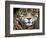 A Jaguar Stares Intensely into the Camera.-Karine Aigner-Framed Photographic Print