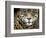 A Jaguar Stares Intensely into the Camera.-Karine Aigner-Framed Photographic Print