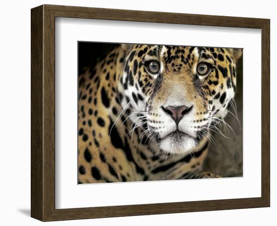 A Jaguar Stares Intensely into the Camera.-Karine Aigner-Framed Photographic Print