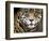 A Jaguar Stares Intensely into the Camera.-Karine Aigner-Framed Photographic Print