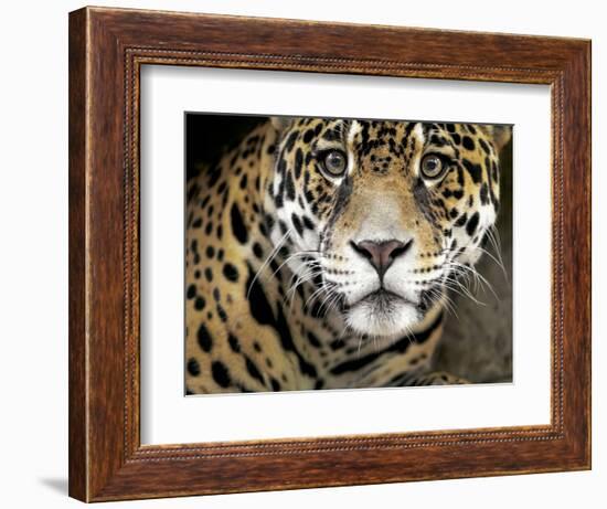 A Jaguar Stares Intensely into the Camera.-Karine Aigner-Framed Photographic Print