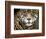 A Jaguar Stares Intensely into the Camera.-Karine Aigner-Framed Photographic Print