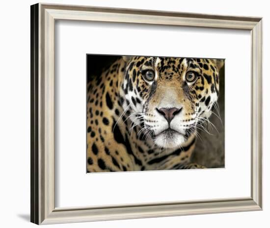 A Jaguar Stares Intensely into the Camera.-Karine Aigner-Framed Photographic Print