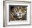 A Jaguar Stares Intensely into the Camera.-Karine Aigner-Framed Photographic Print