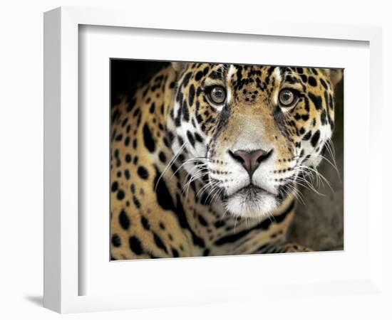 A Jaguar Stares Intensely into the Camera.-Karine Aigner-Framed Photographic Print