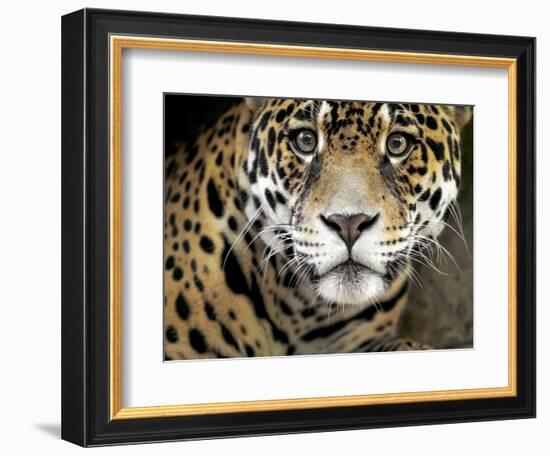 A Jaguar Stares Intensely into the Camera.-Karine Aigner-Framed Photographic Print