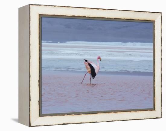 A James' Flamingos Stretches its Legs in the Laguna Colorada-Alex Saberi-Framed Premier Image Canvas