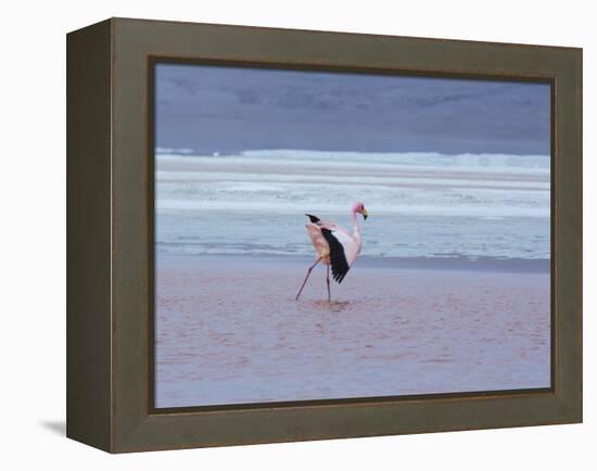 A James' Flamingos Stretches its Legs in the Laguna Colorada-Alex Saberi-Framed Premier Image Canvas
