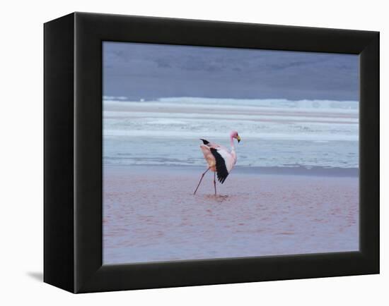 A James' Flamingos Stretches its Legs in the Laguna Colorada-Alex Saberi-Framed Premier Image Canvas