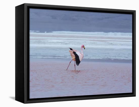 A James' Flamingos Stretches its Legs in the Laguna Colorada-Alex Saberi-Framed Premier Image Canvas