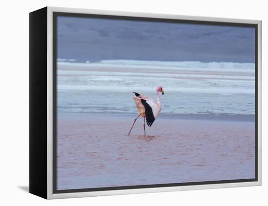 A James' Flamingos Stretches its Legs in the Laguna Colorada-Alex Saberi-Framed Premier Image Canvas