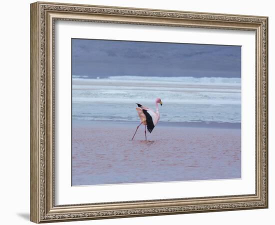 A James' Flamingos Stretches its Legs in the Laguna Colorada-Alex Saberi-Framed Photographic Print