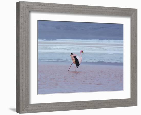 A James' Flamingos Stretches its Legs in the Laguna Colorada-Alex Saberi-Framed Photographic Print