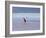 A James' Flamingos Stretches its Legs in the Laguna Colorada-Alex Saberi-Framed Photographic Print