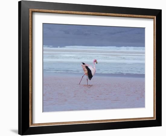 A James' Flamingos Stretches its Legs in the Laguna Colorada-Alex Saberi-Framed Photographic Print