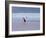 A James' Flamingos Stretches its Legs in the Laguna Colorada-Alex Saberi-Framed Photographic Print