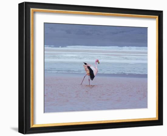 A James' Flamingos Stretches its Legs in the Laguna Colorada-Alex Saberi-Framed Photographic Print