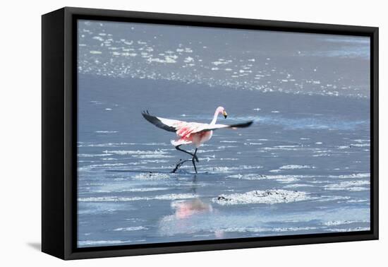 A James Flamingos Take Flight from the Salt Plain of Laguna Canapa-Alex Saberi-Framed Premier Image Canvas