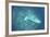 A Japanese Jake Seaplane on the Seafloor of Palau's Lagoon-Stocktrek Images-Framed Photographic Print