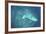 A Japanese Jake Seaplane on the Seafloor of Palau's Lagoon-Stocktrek Images-Framed Photographic Print