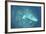 A Japanese Jake Seaplane on the Seafloor of Palau's Lagoon-Stocktrek Images-Framed Photographic Print