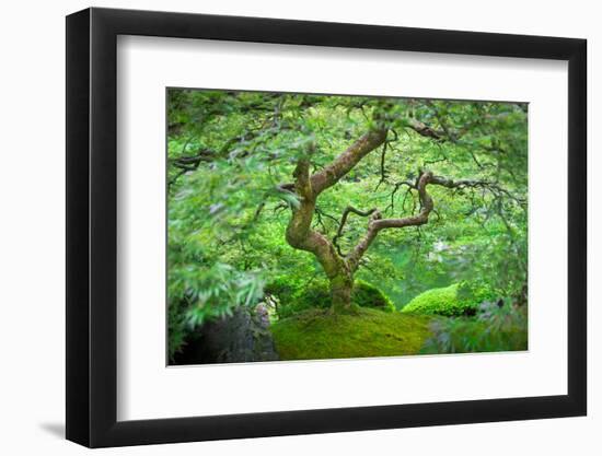A Japanese Maple Shows Off its Summer Green Color at the Portland, Oregon Japanese Garden-Ben Coffman-Framed Photographic Print
