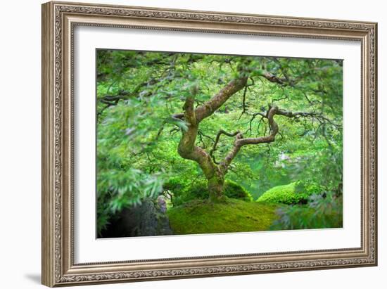 A Japanese Maple Shows Off its Summer Green Color at the Portland, Oregon Japanese Garden-Ben Coffman-Framed Photographic Print