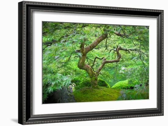 A Japanese Maple Shows Off its Summer Green Color at the Portland, Oregon Japanese Garden-Ben Coffman-Framed Photographic Print