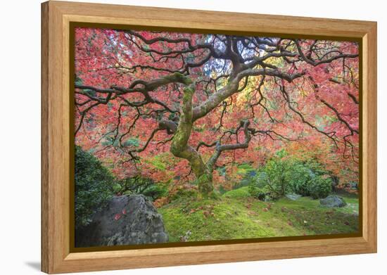 A Japanese Maple Turns Orange and Red at the Portland, Oregon Japanese Garden-Ben Coffman-Framed Premier Image Canvas