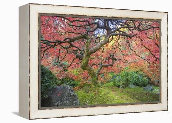 A Japanese Maple Turns Orange and Red at the Portland, Oregon Japanese Garden-Ben Coffman-Framed Premier Image Canvas