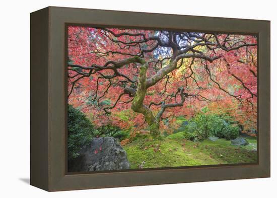 A Japanese Maple Turns Orange and Red at the Portland, Oregon Japanese Garden-Ben Coffman-Framed Premier Image Canvas