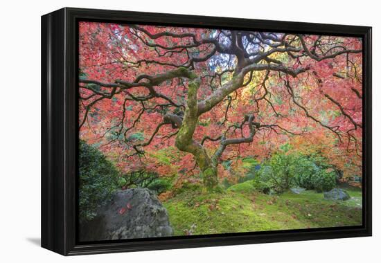 A Japanese Maple Turns Orange and Red at the Portland, Oregon Japanese Garden-Ben Coffman-Framed Premier Image Canvas