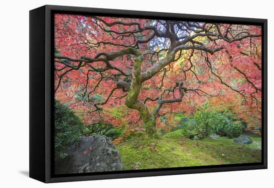 A Japanese Maple Turns Orange and Red at the Portland, Oregon Japanese Garden-Ben Coffman-Framed Premier Image Canvas