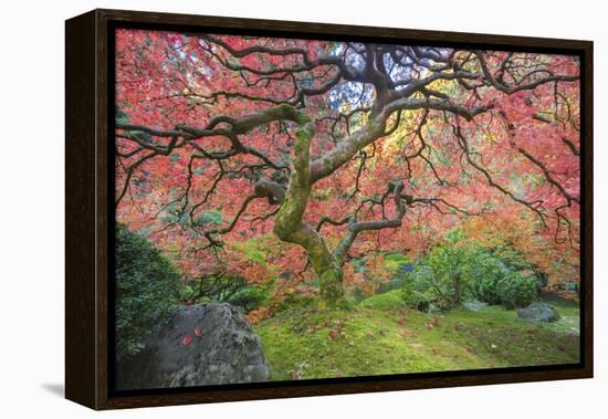 A Japanese Maple Turns Orange and Red at the Portland, Oregon Japanese Garden-Ben Coffman-Framed Premier Image Canvas