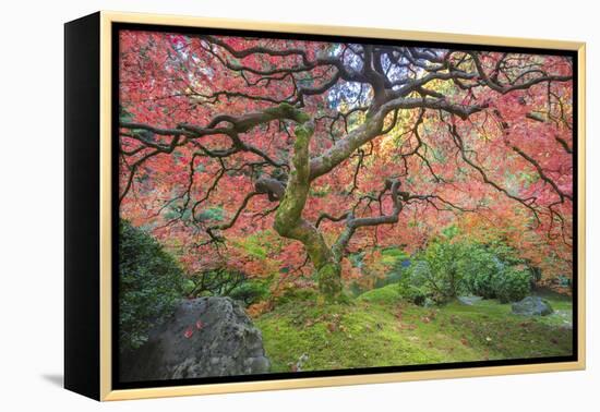 A Japanese Maple Turns Orange and Red at the Portland, Oregon Japanese Garden-Ben Coffman-Framed Premier Image Canvas