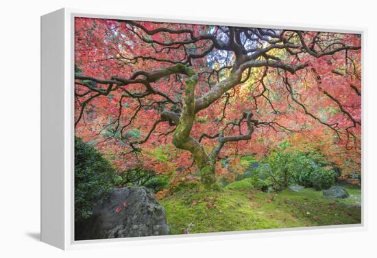 A Japanese Maple Turns Orange and Red at the Portland, Oregon Japanese Garden-Ben Coffman-Framed Premier Image Canvas